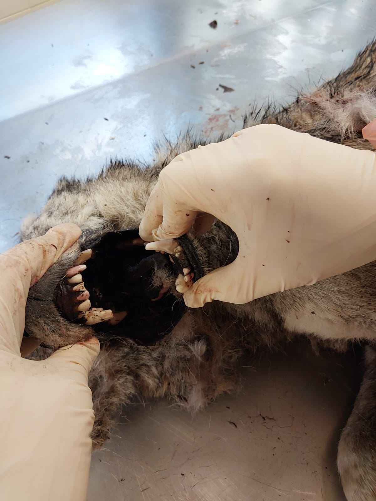 Examen post-mortem et autopsie d'un loup (Canis lupus) - Dr Nicolas MARTINEZ vétérinaire