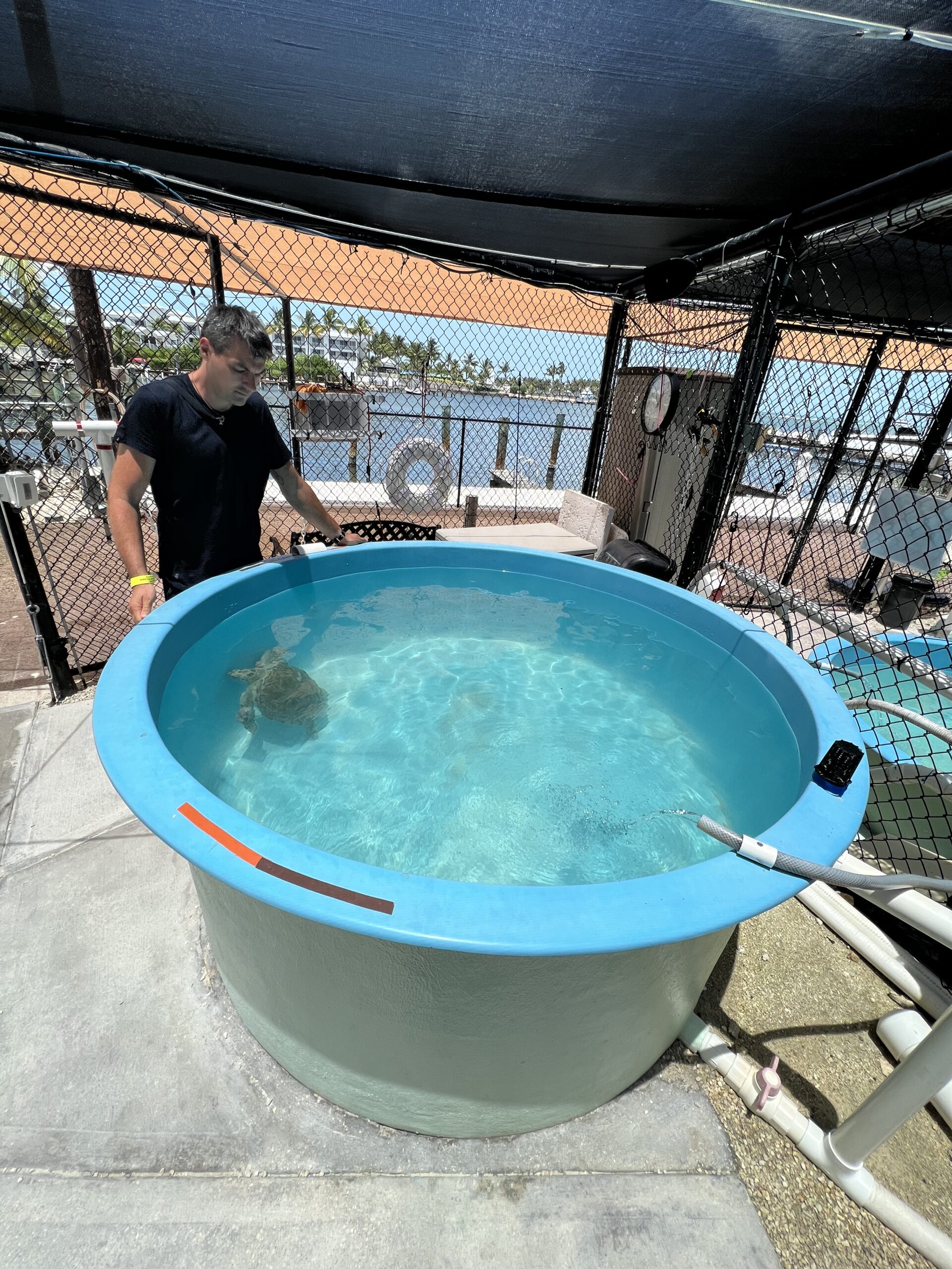 Dr Nicolas Martinez soignant une tortue marine, illustration de l'approche vétérinaire One Health