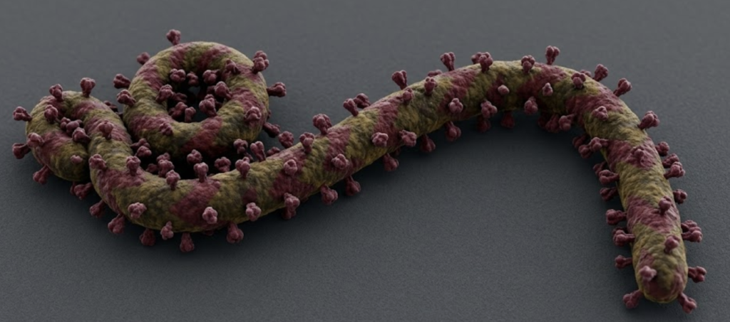 Ebola