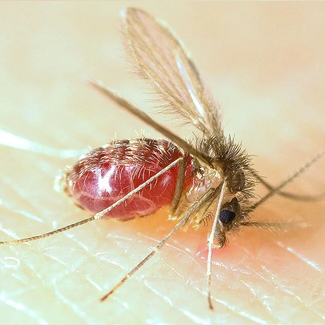 Spécimen de Lutzomyia longipalpis, phlébotome vecteur de la leishmaniose - Dr Nicolas MARTINEZ vétérinaire