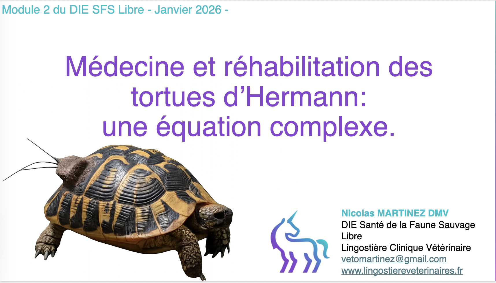 Tortues d'Hermann