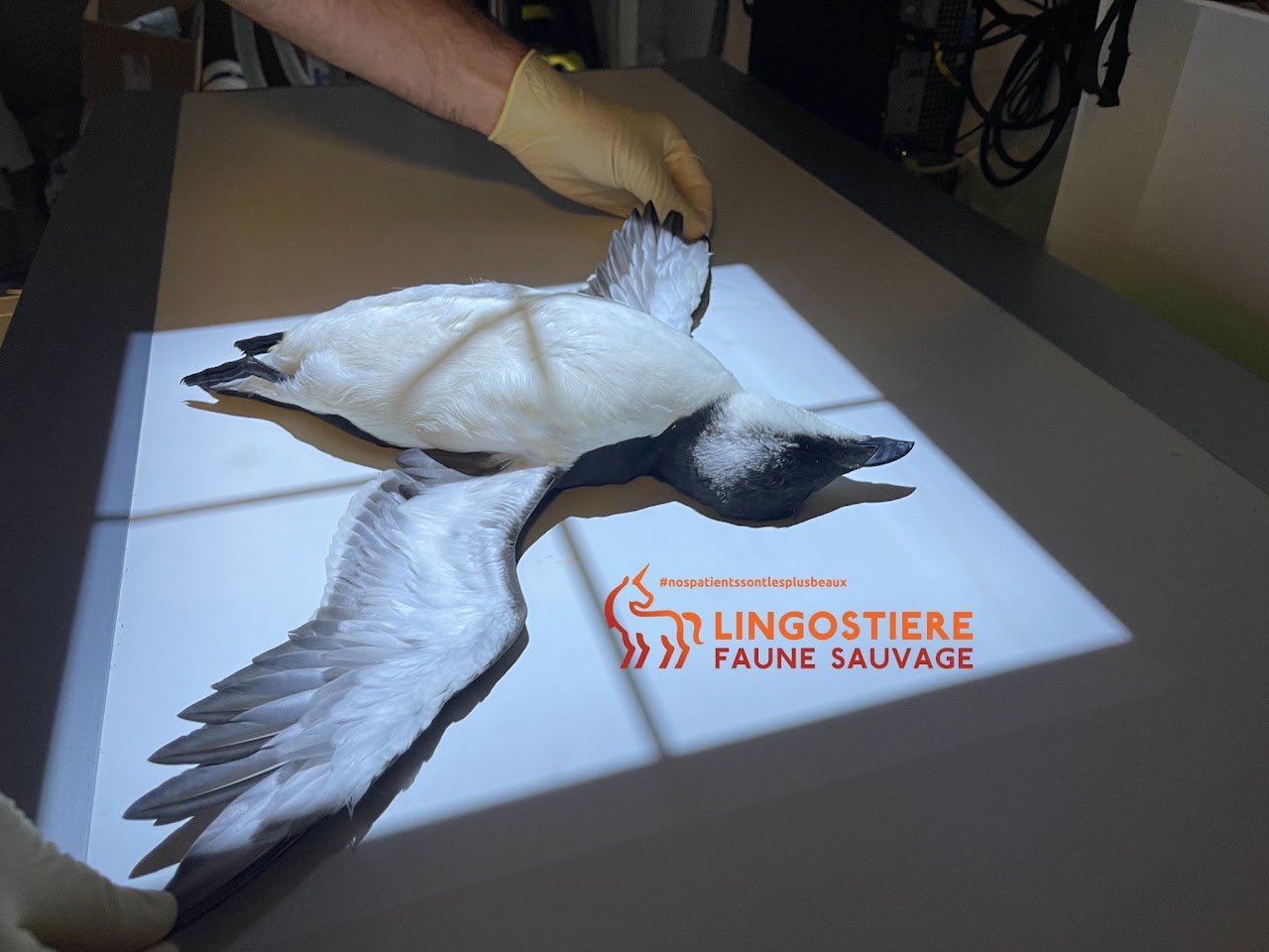 Prise en charge clinique d'un pingouin torda échoué - Dr Nicolas MARTINEZ vétérinaire