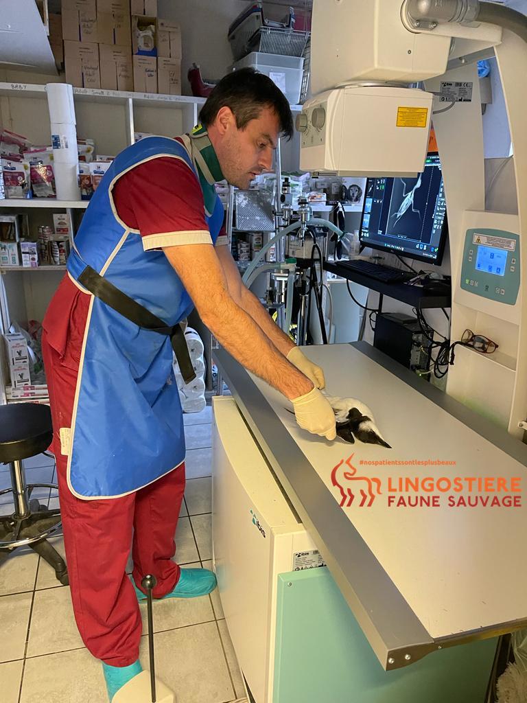 Imagerie médicale : Radiographie numérique d'un pingouin échoué - Dr Nicolas MARTINEZ
