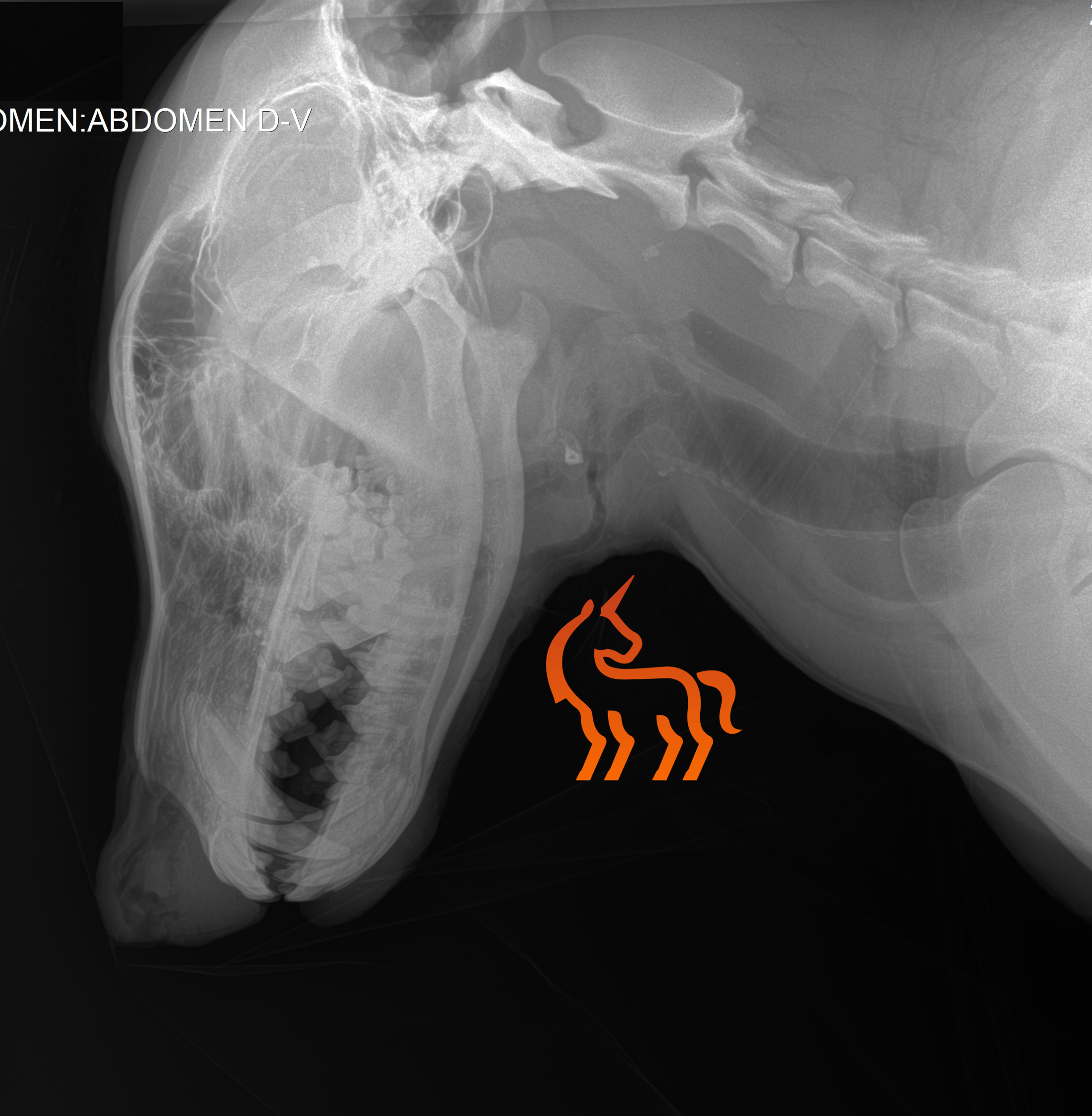 Radiographie d'un loup (Canis lupus) - Imagerie médicale par le Dr Nicolas MARTINEZ vétérinaire