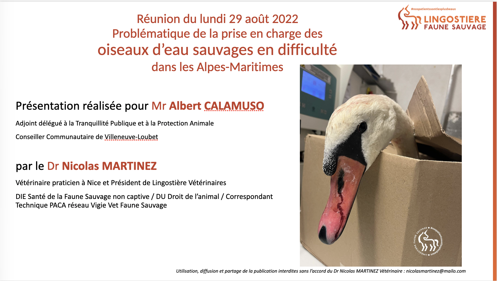 Oiseaux d'eau 06