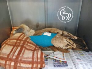 Vautour Lingostière Faune Sauvage