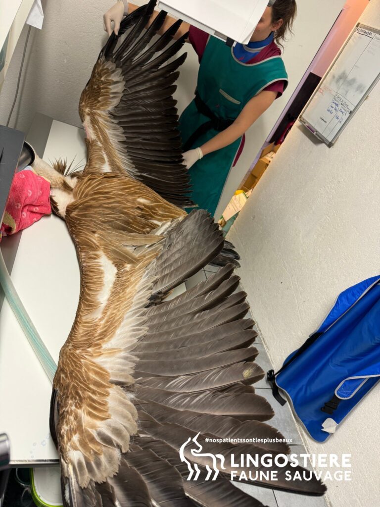 Vautour intoxication Lingostière Faune Sauvage
