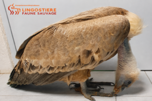 Vautour plomb tête lingostiere faune sauvage