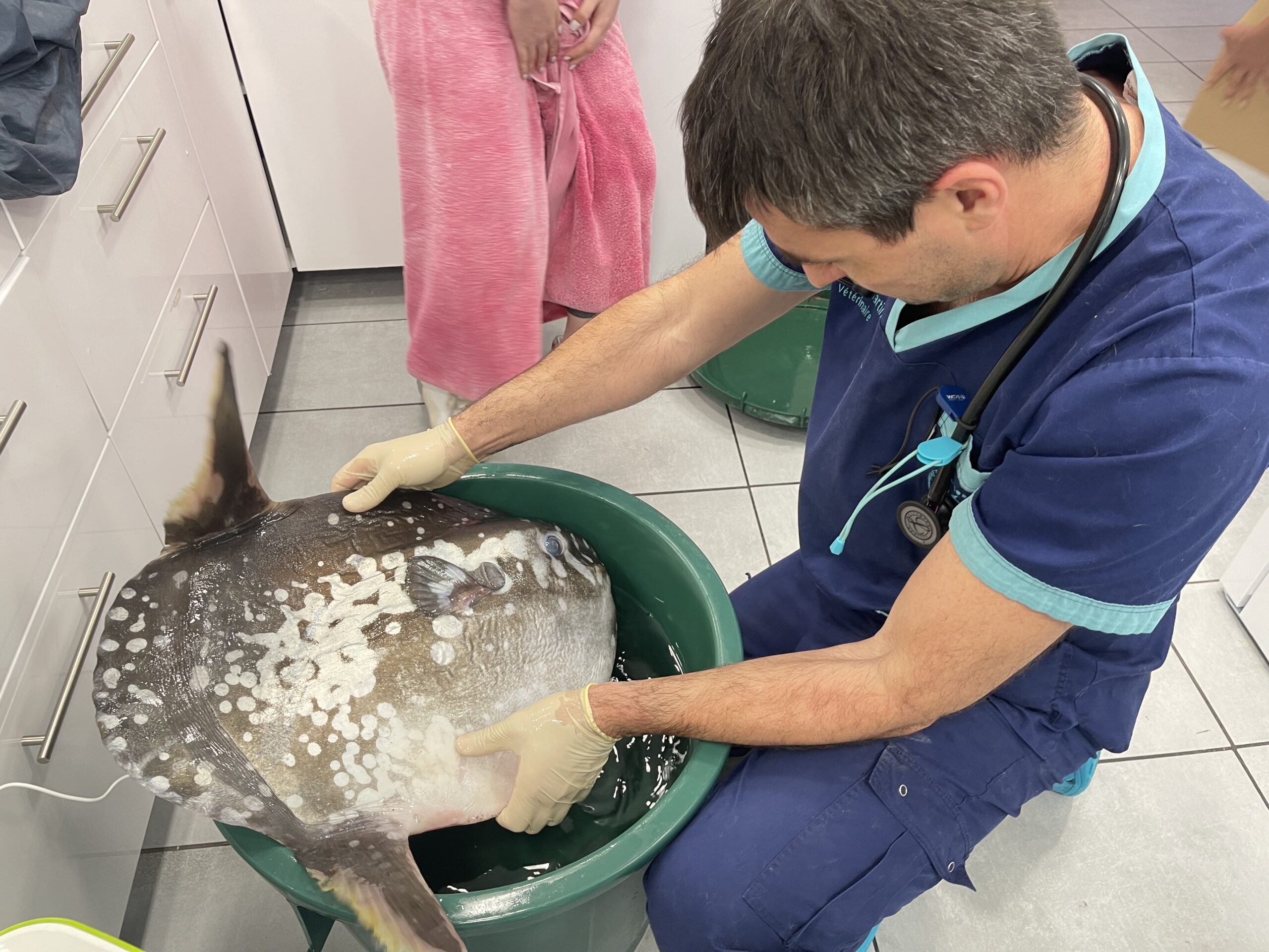 Prise en charge médicale et soins vétérinaires d'un poisson-lune (Mola mola) échoué sur la côte
