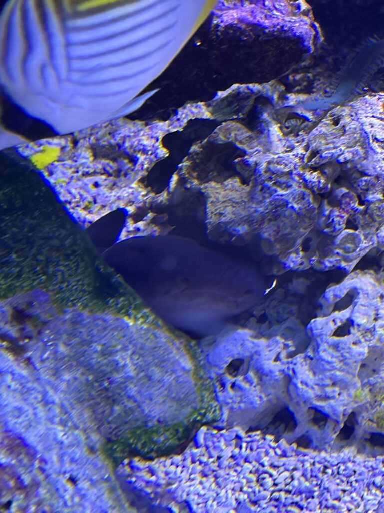 Jeune Pseudoginglymostoma brevicaudatum photographié au Musée océanographique de Monaco, le 13 juillet 2026.