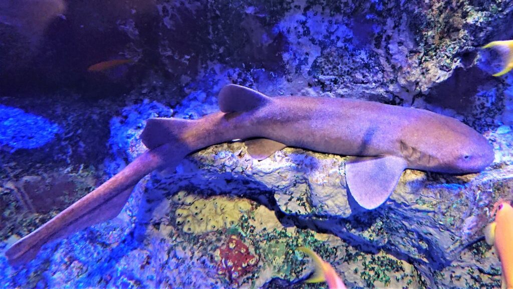 Photo : Wikimedia Commons – Pseudoginglymostoma brevicaudatum in an aquarium (voir licence de l'auteur sur Wikimedia Commons).