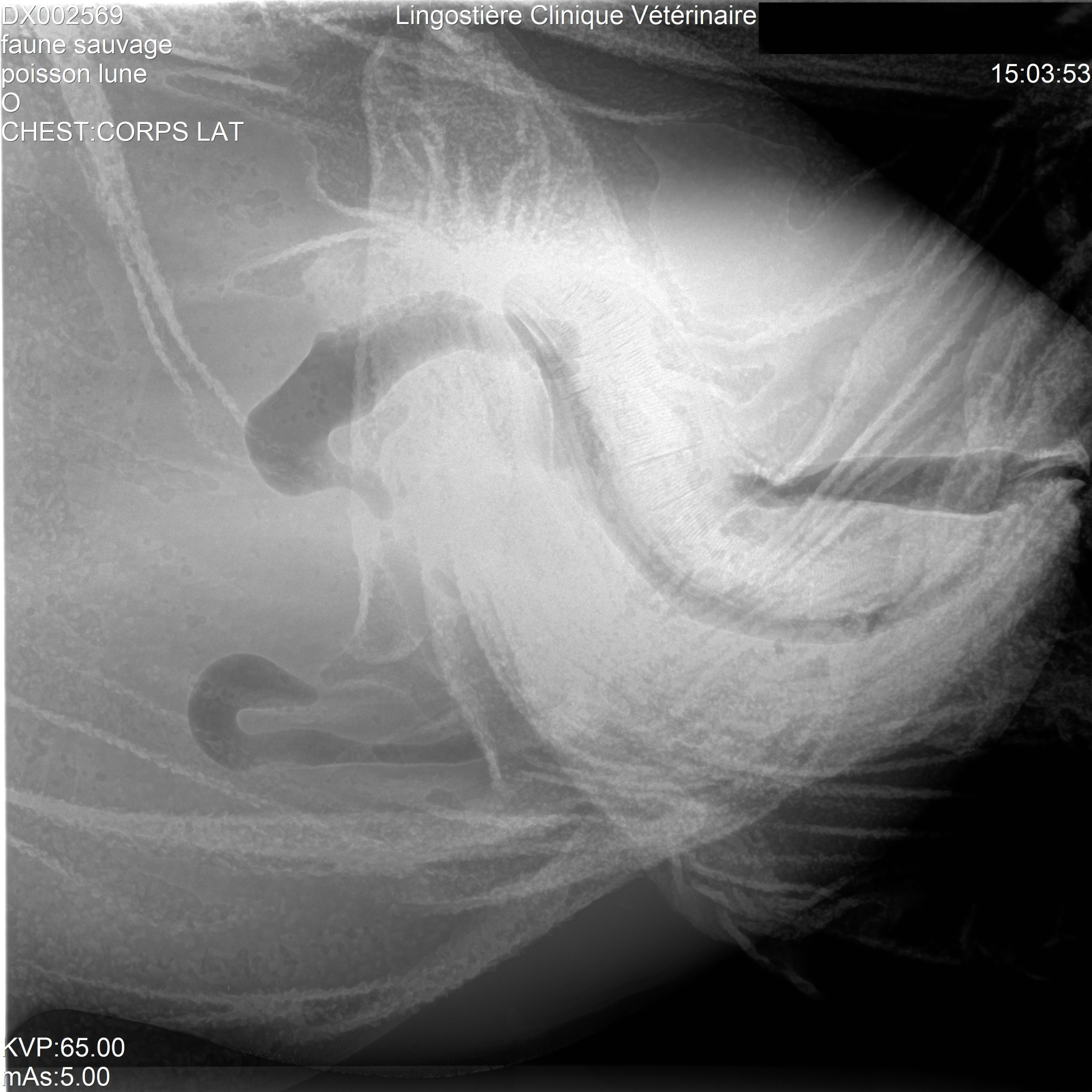 Radiographie vétérinaire détaillée de la mâchoire et de l'anatomie buccale d'un poisson-lune (Mola mola)