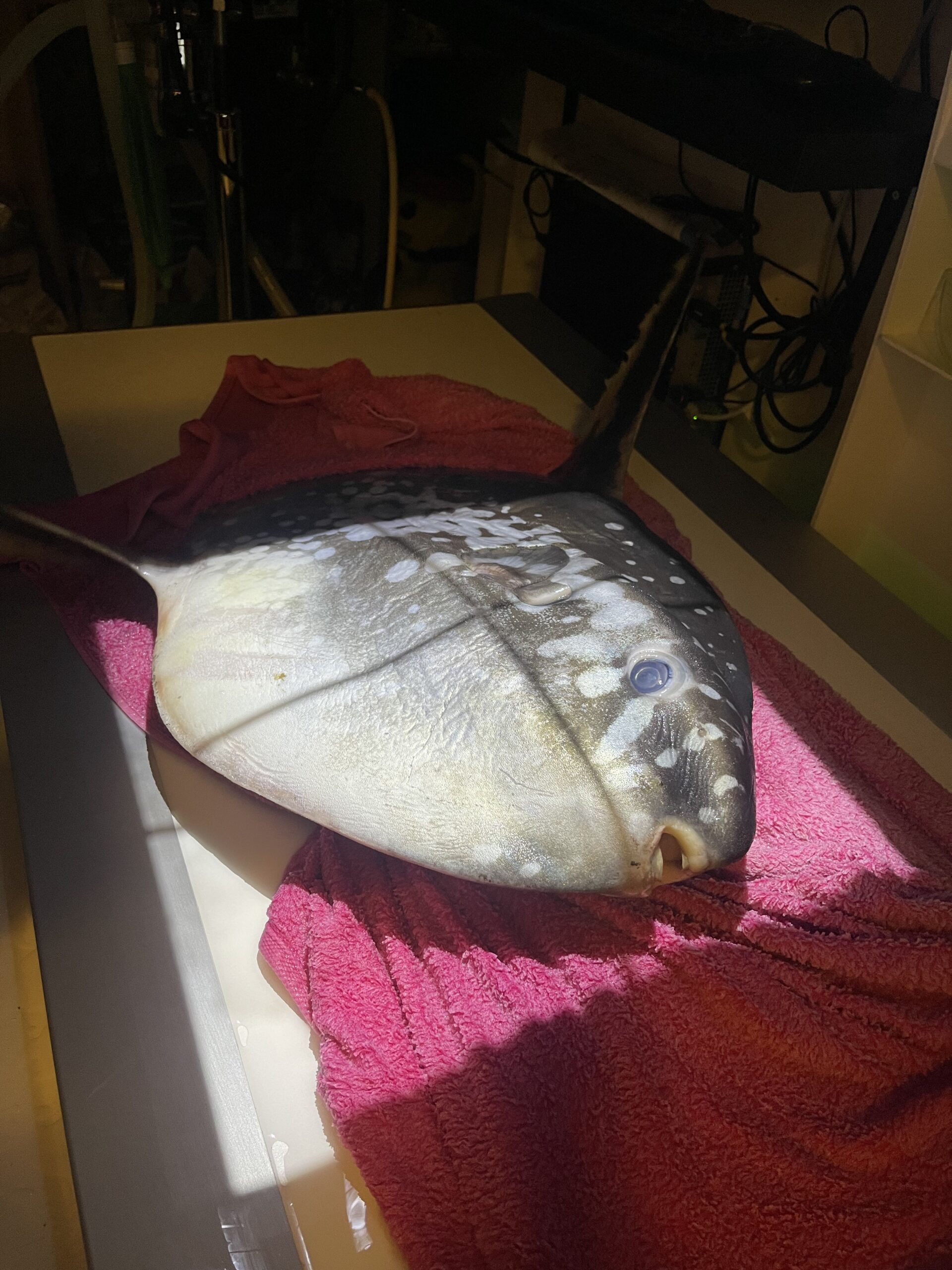Radiographie vétérinaire complète du corps d'un poisson-lune (Mola mola) en clinique