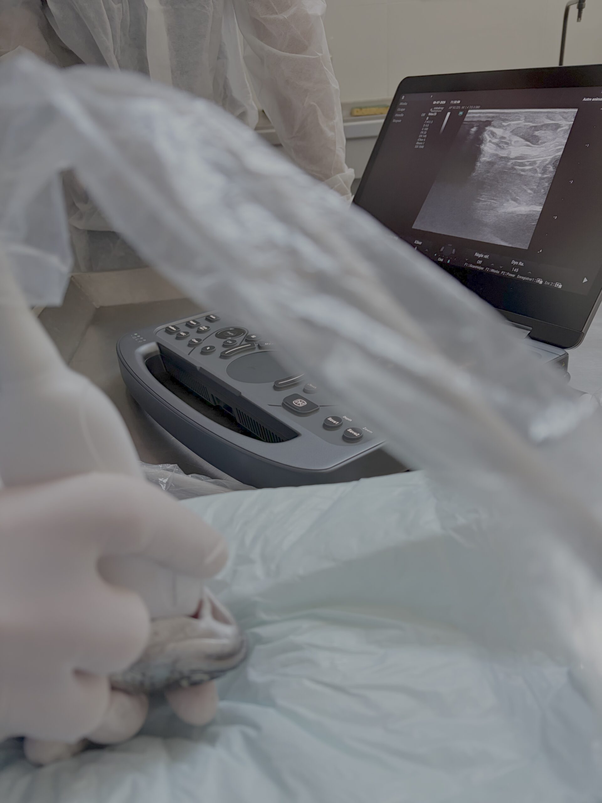 Travaux pratiques d'échographie cardiaque sur un poisson lors d'une formation en médecine vétérinaire à Alfort