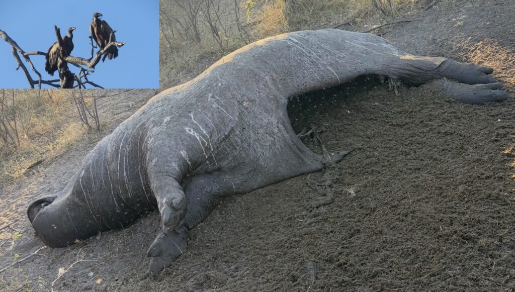 Cette photographie montre une carcasse d'hippopotame observée en Namibie. L'ouverture abdominale, qui peut surprendre, permet aux vautours d'accéder aux organes internes. Il s'agit d'un comportement naturel, essentiel au recyclage de la matière organique et au fonctionnement des écosystèmes.Cette photographie montre une carcasse d'hippopotame observée en Namibie. L'ouverture abdominale, qui peut surprendre, permet aux vautours d'accéder aux organes internes. Il s'agit d'un comportement naturel, essentiel au recyclage de la matière organique et au fonctionnement des écosystèmes.