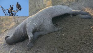 Cette photographie montre une carcasse d'hippopotame observée en Namibie. L'ouverture abdominale, qui peut surprendre, permet aux vautours d'accéder aux organes internes. Il s'agit d'un comportement naturel, essentiel au recyclage de la matière organique et au fonctionnement des écosystèmes.Cette photographie montre une carcasse d'hippopotame observée en Namibie. L'ouverture abdominale, qui peut surprendre, permet aux vautours d'accéder aux organes internes. Il s'agit d'un comportement naturel, essentiel au recyclage de la matière organique et au fonctionnement des écosystèmes.