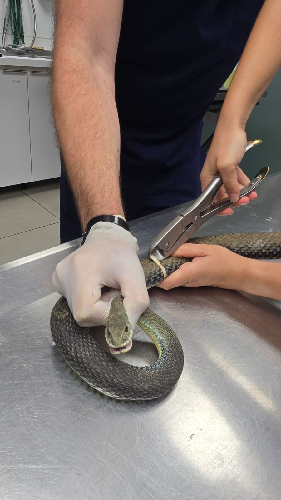 Couleuvre de Montpellier coincée dans un anneau de bouteille en plastique