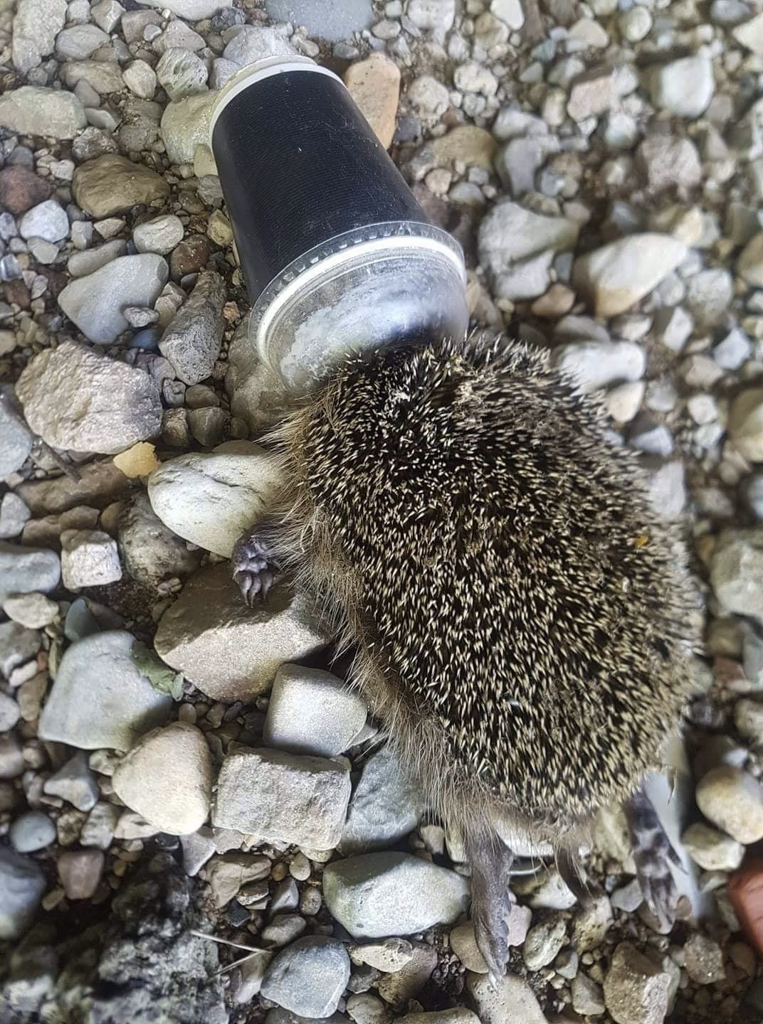 Hérisson mort étouffé, la tête coincée dans un gobelet