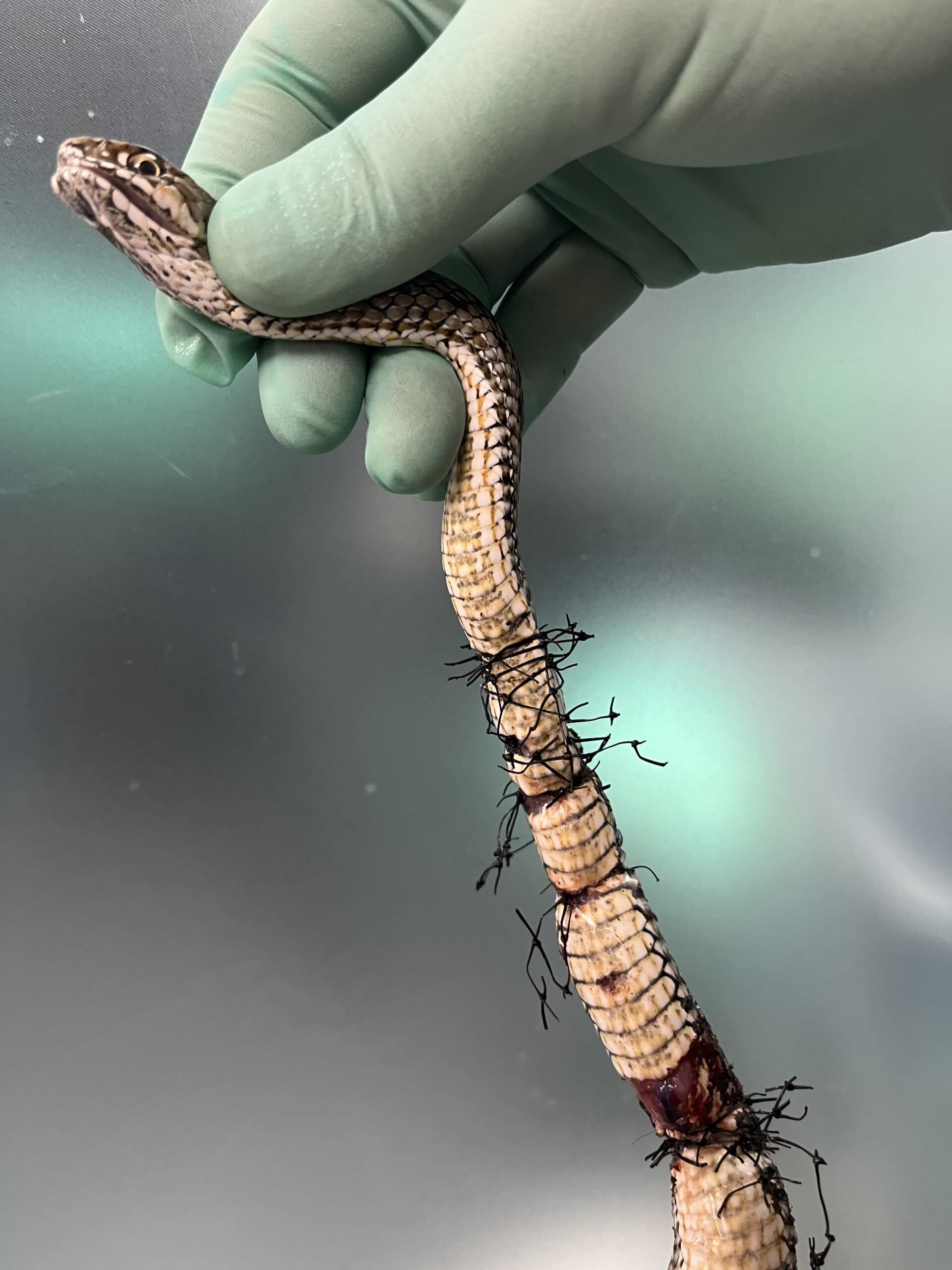 Serpent piégé dans un filet, sauvetage à Lingostière Clinique Vétérinaire