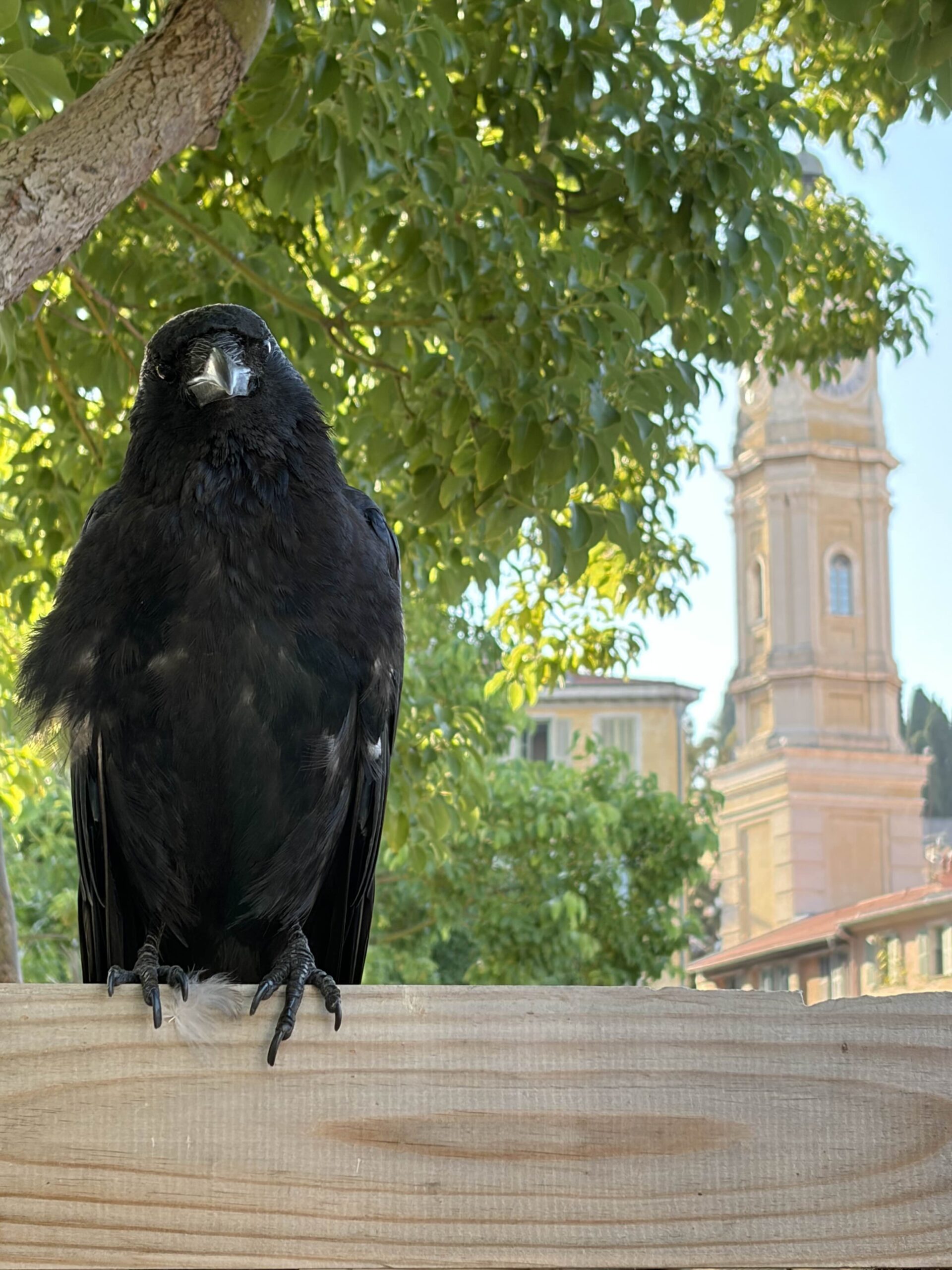 Corneille noire en milieu urbain à Nice