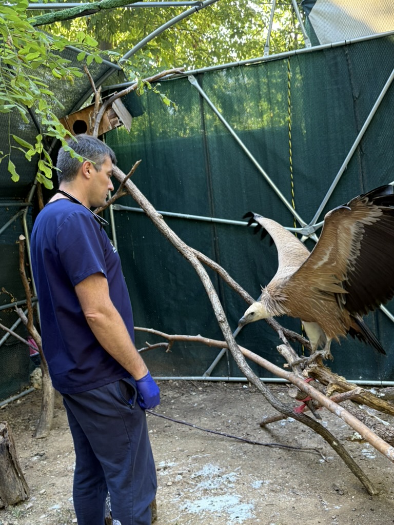 Dr Nicolas MARTINEZ vétérinaire, soins sur un vautour au centre de sauvegarde SOS Faune Sauvage Instinct Animal