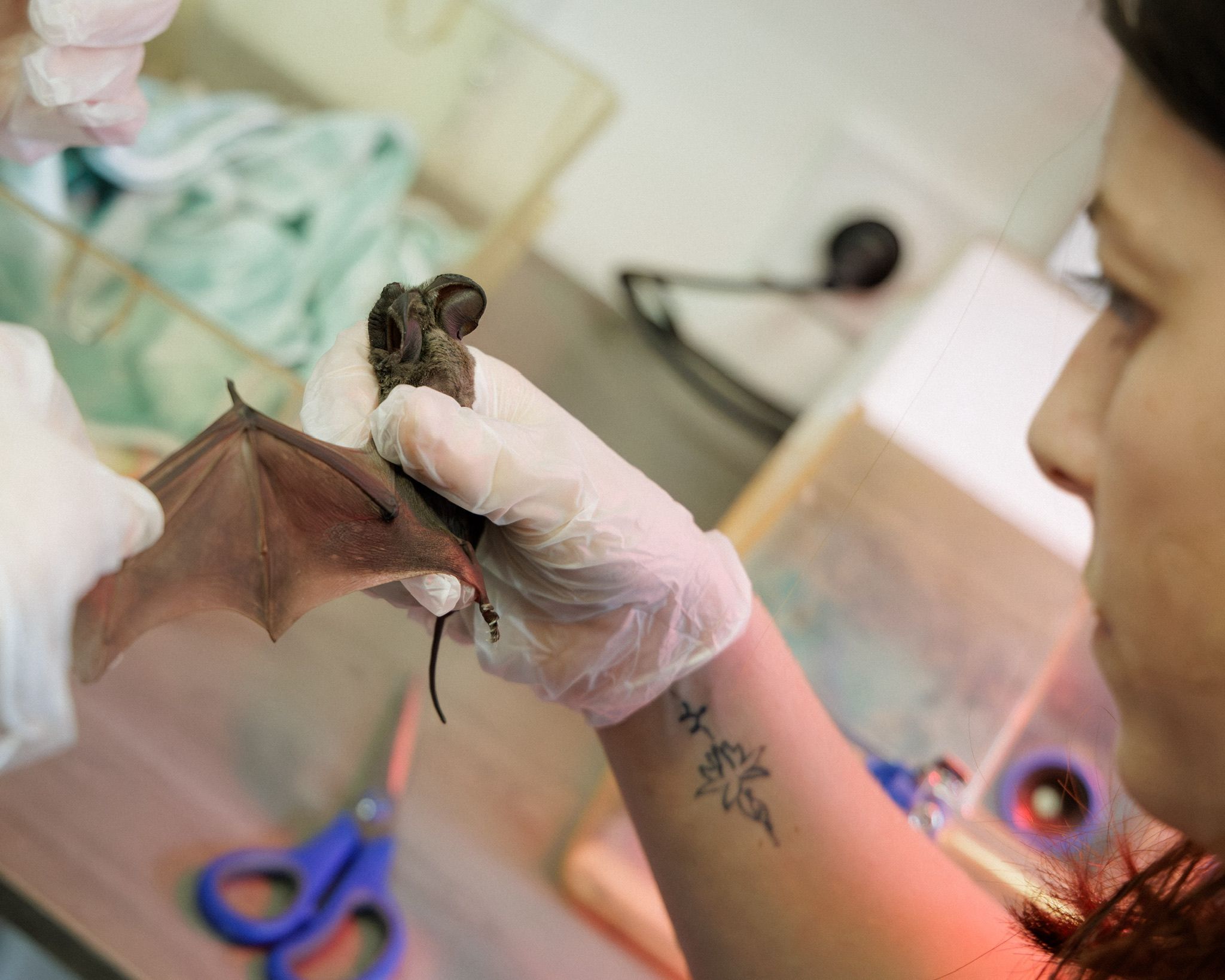 Soins vétérinaires sur un Molosse de Cestoni intoxiqué au plomb, centre Instinct Animal Nice