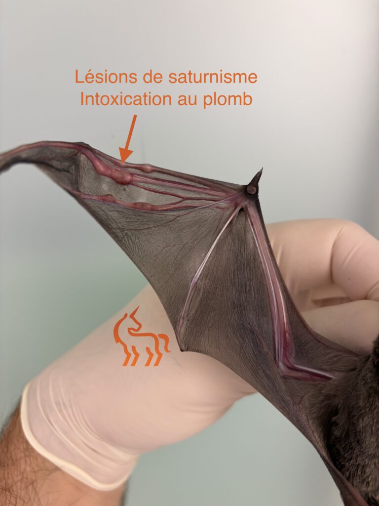 Lésions de saturnisme sur un molosse de Cestoni à Nice