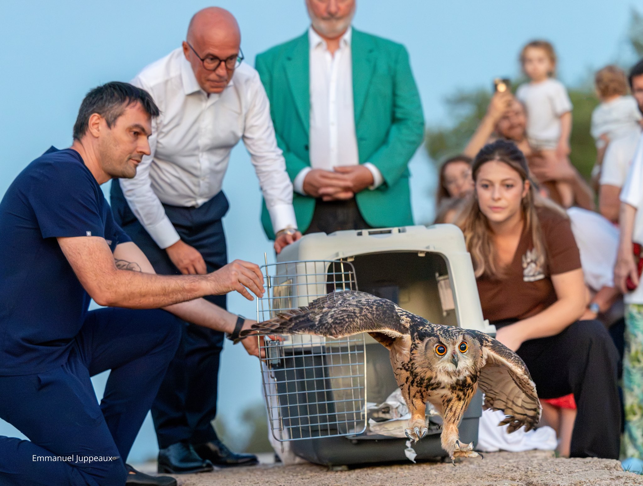 Relâcher d'un Grand-Duc d'Europe après soins vétérinaires par le Dr Nicolas Martinez à Nice