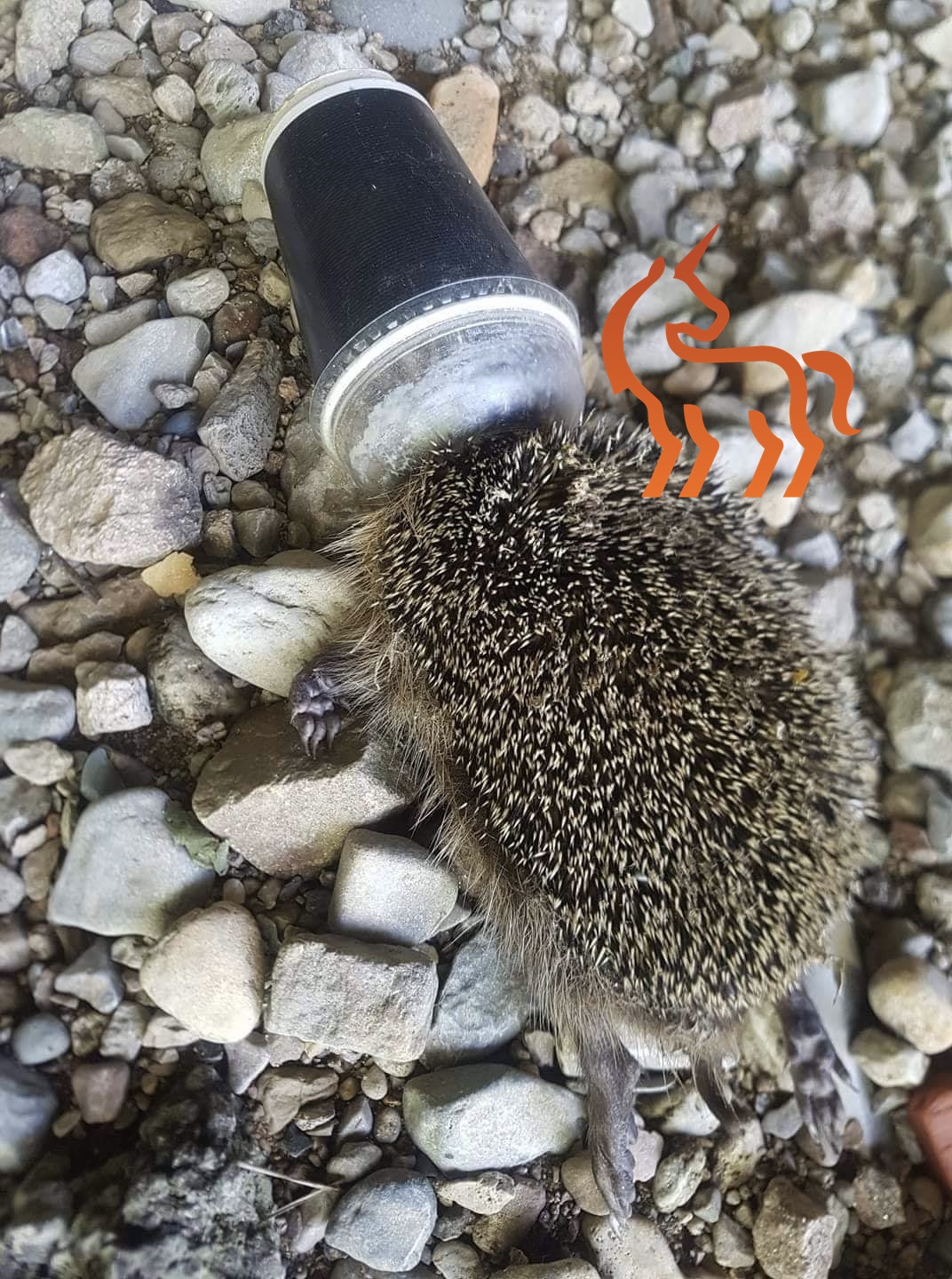 Hérisson mort étouffé, la tête coincée dans un gobelet